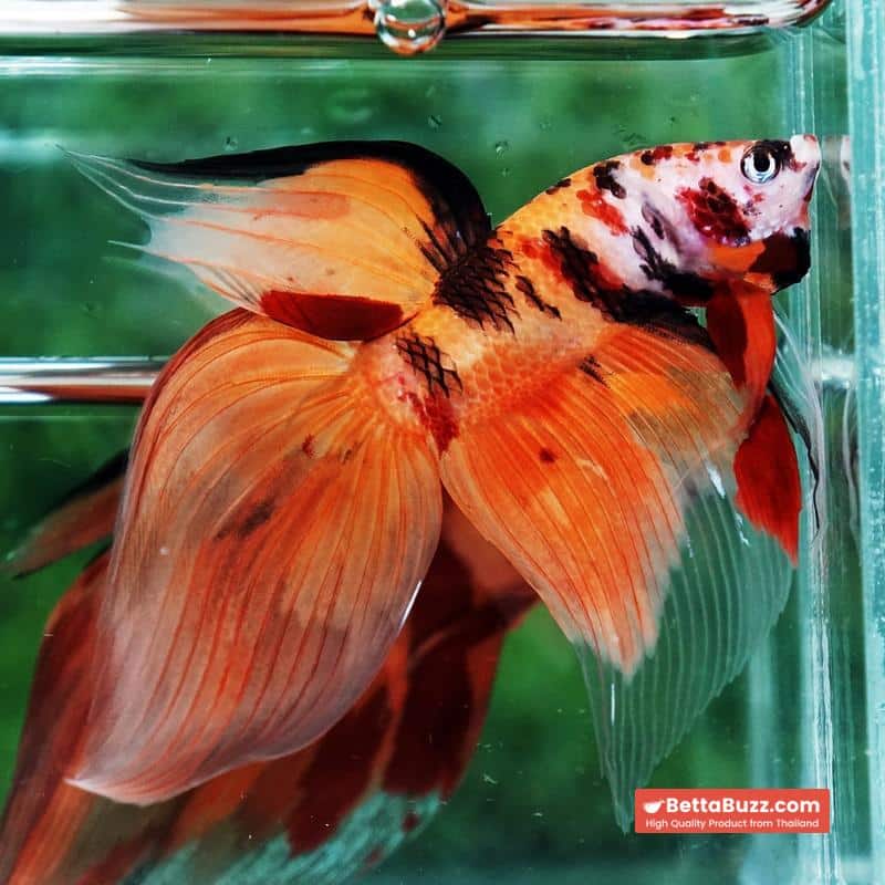 Betta fish Tiger Nemo VT - Image 2