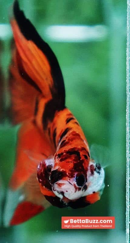 Betta fish Tiger Nemo VT - Image 8