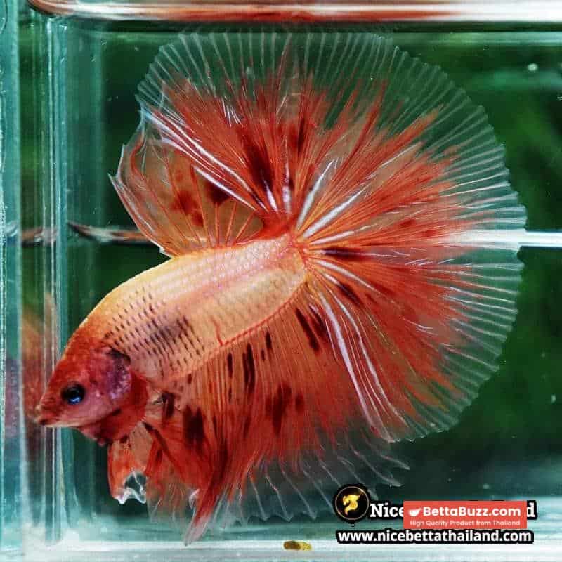 Betta fish Armageddon Meteor Large Size OHM - Image 6