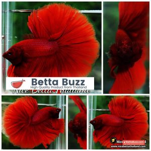 Betta Fish Big Deep Red Sky Hawk OHM
