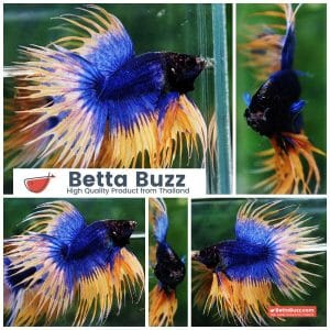 Betta fish CT Grizzle Mustard Blue Dot tail