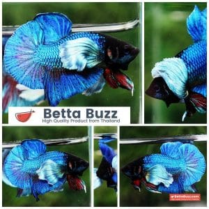 Betta Fish Sapphire Blue Metallic Dumbo (HMPK)