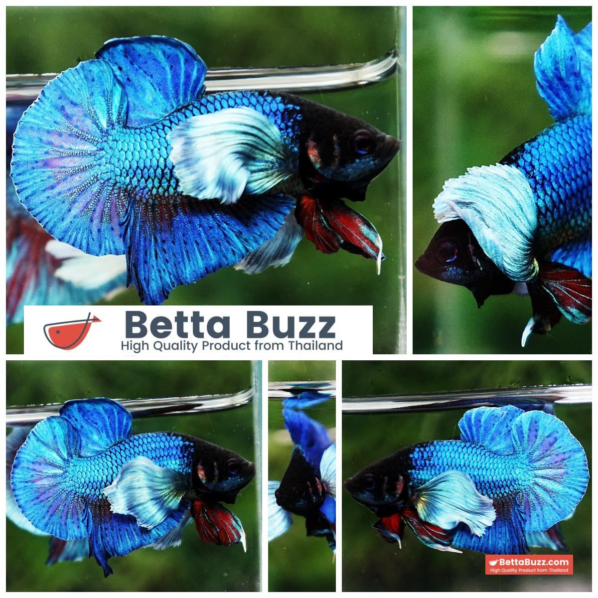 Betta Fish Sapphire Blue Metallic Dumbo (HMPK)