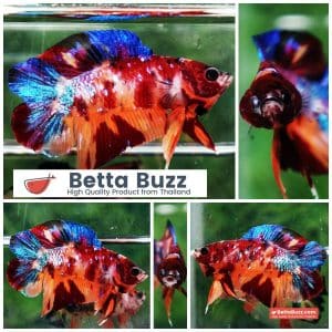 Betta fish Emerald Candy Nemo (DTPK)