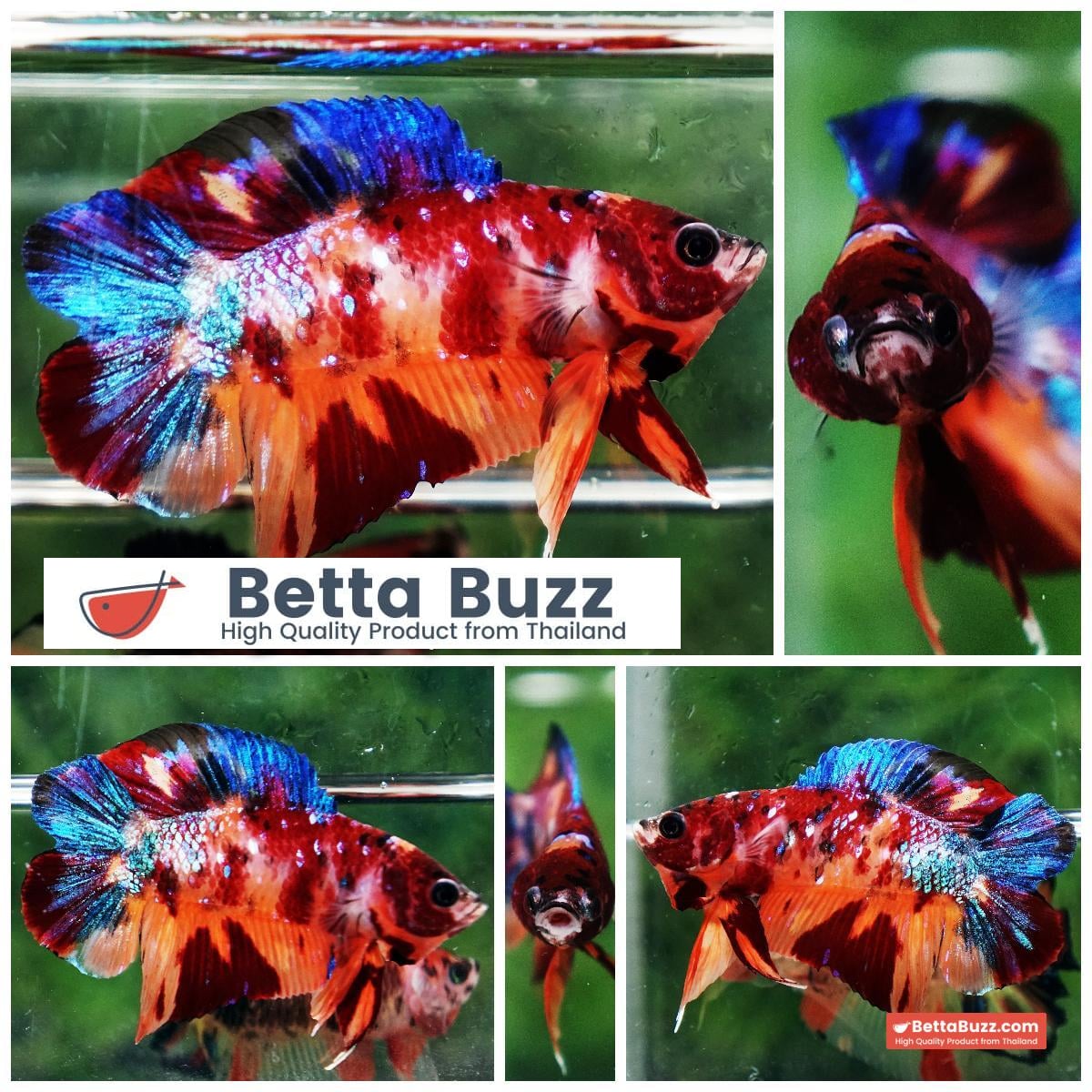 Betta fish Emerald Candy Nemo (DTPK)