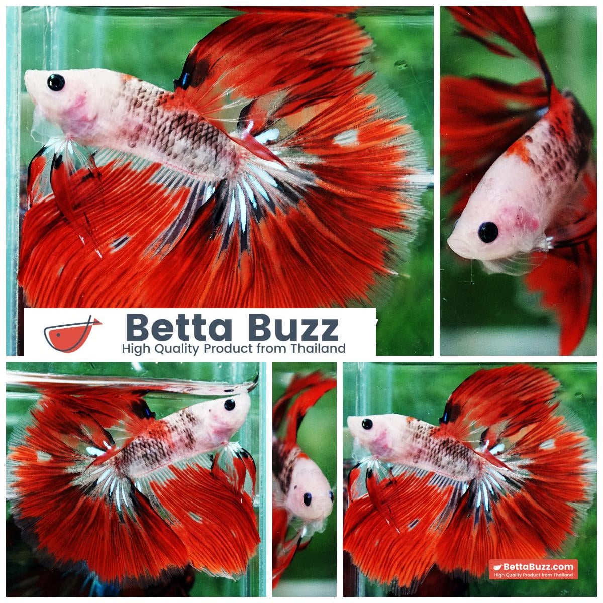 Betta fish Red Kujaku Koi HM