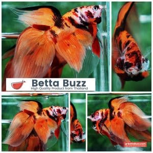 Betta fish Tiger Nemo VT