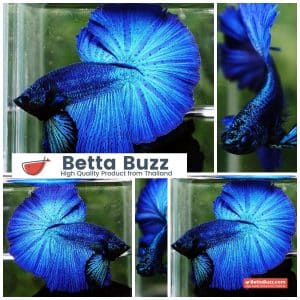 Betta fish Turquoise Classic OHM