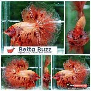 Betta fish Armageddon Meteor Large Size OHM