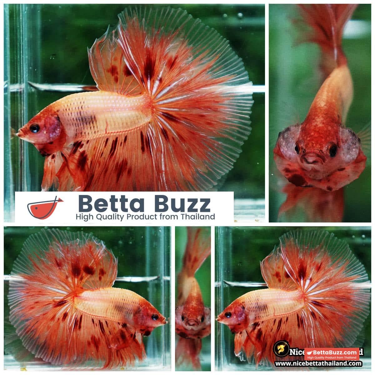 Betta fish Armageddon Meteor Large Size OHM