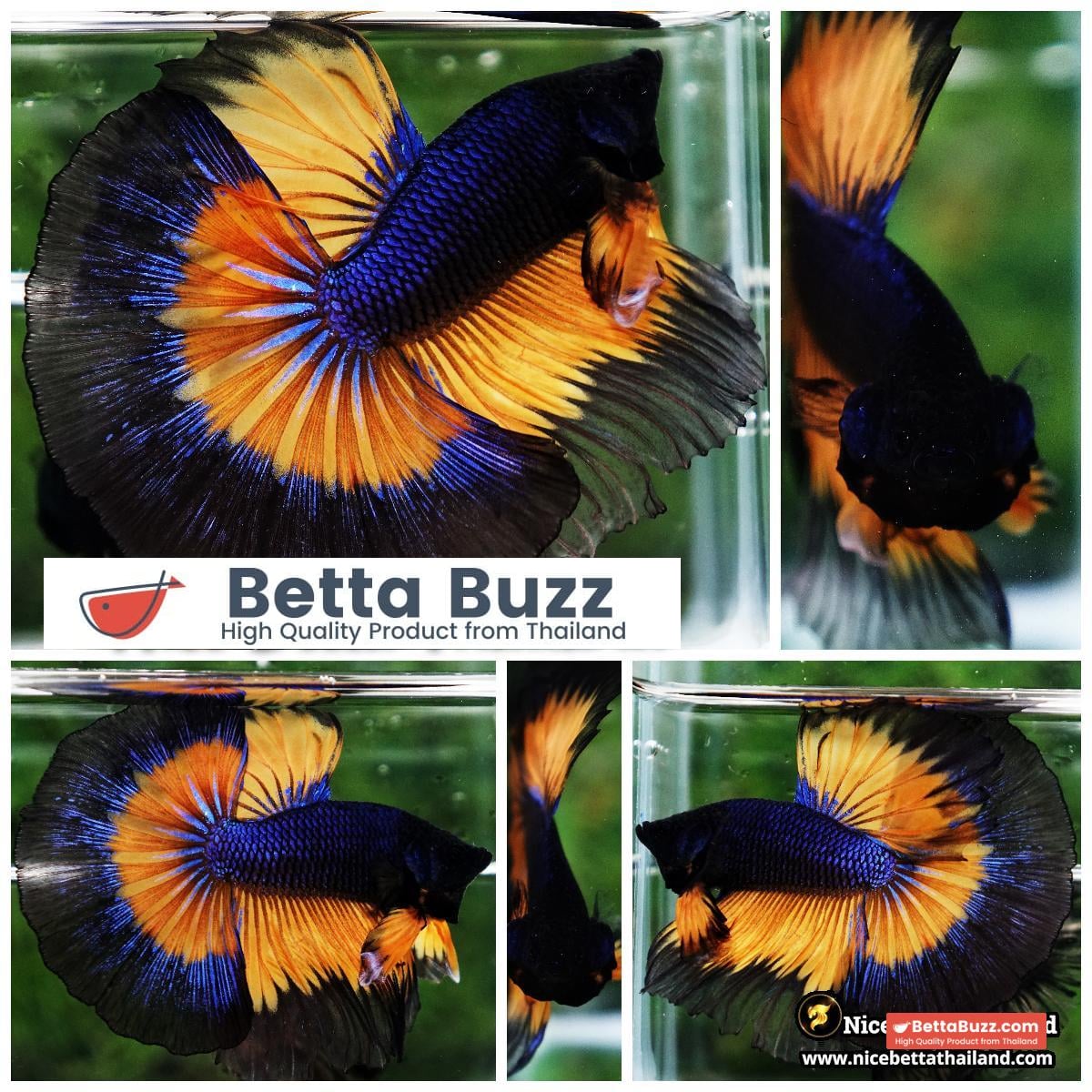 Betta Fish Butterfly King Black Pumpkin OHM