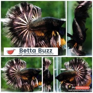 Betta Fish Copper Black Copper Mustard Gas OHM