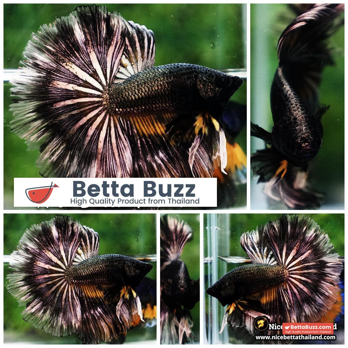 Betta Fish Copper Black Copper Mustard Gas OHM