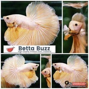 Betta Fish Gold 24K Dragon OHM