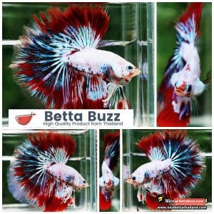 Betta fish King Fancy Red Thunder Hawk OHM