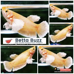 Female Betta Fish 24K Gold Dumbo HMPK