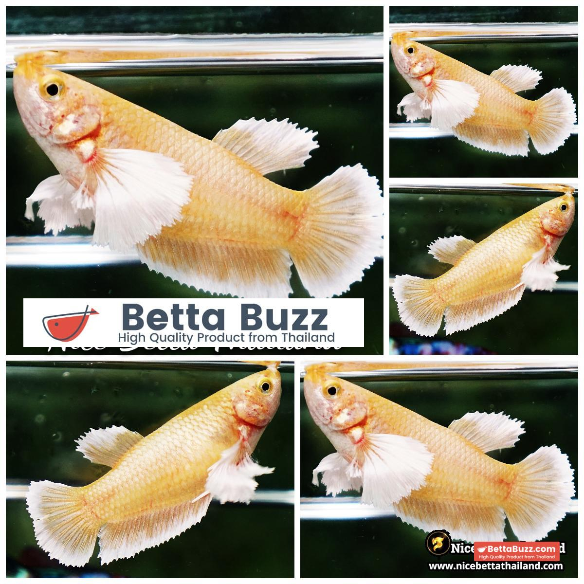 Female Betta Fish 24K Gold Dumbo HMPK