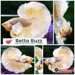 Betta Fish Gold Armor Net Dumbo OHM
