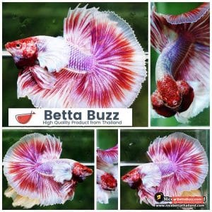 Betta Fish Pink Salamander Dumbo OHM (Comp Grade)