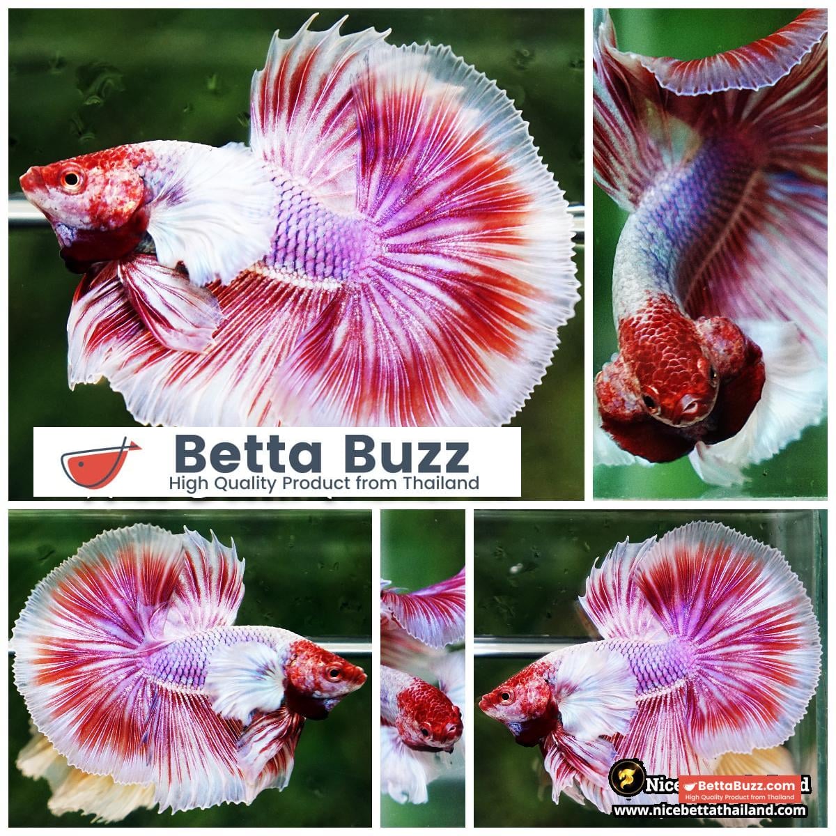 Betta Fish Pink Salamander Dumbo OHM (Comp Grade)