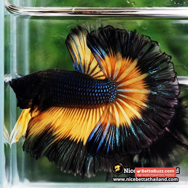 Betta Fish Black Pumkin Mustard Gas Butterfly Sky Hawk OHM - Image 5