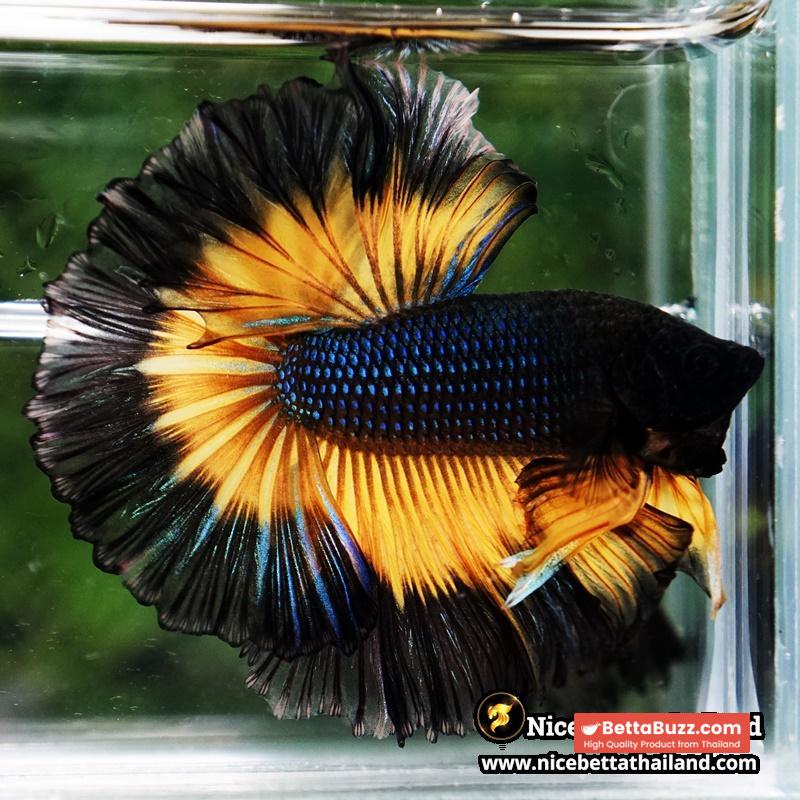 Betta Fish Black Pumkin Mustard Gas Butterfly Sky Hawk OHM - Image 4