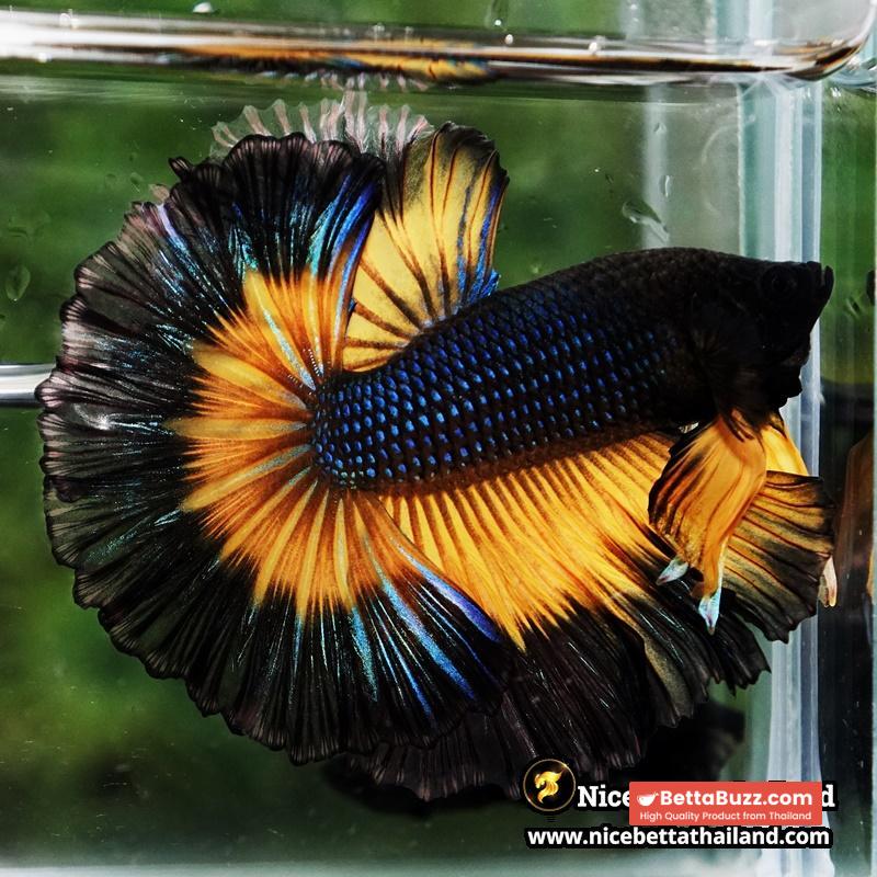 Betta Fish Black Pumkin Mustard Gas Butterfly Sky Hawk OHM - Image 6