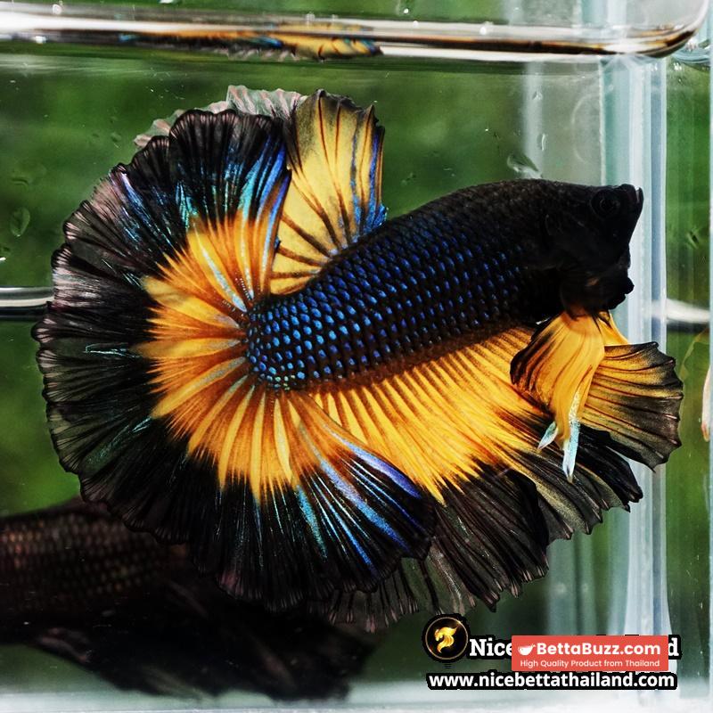 Betta Fish Black Pumkin Mustard Gas Butterfly Sky Hawk OHM - Image 2