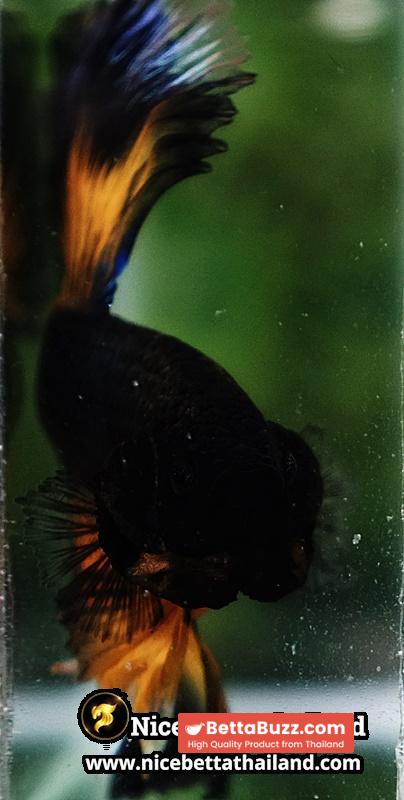 Betta Fish Black Pumkin Mustard Gas Butterfly Sky Hawk OHM - Image 7