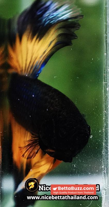 Betta Fish Black Pumkin Mustard Gas Butterfly Sky Hawk OHM - Image 8