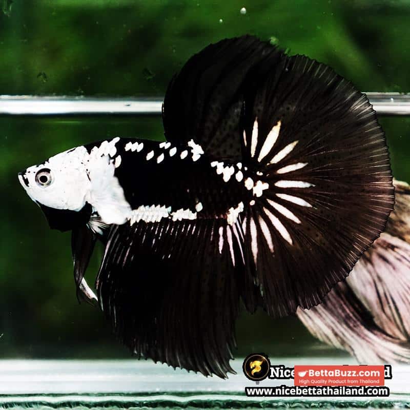 Betta fish Killer Shadow Black Star Samurai (Ultra Rare) HM - Image 5