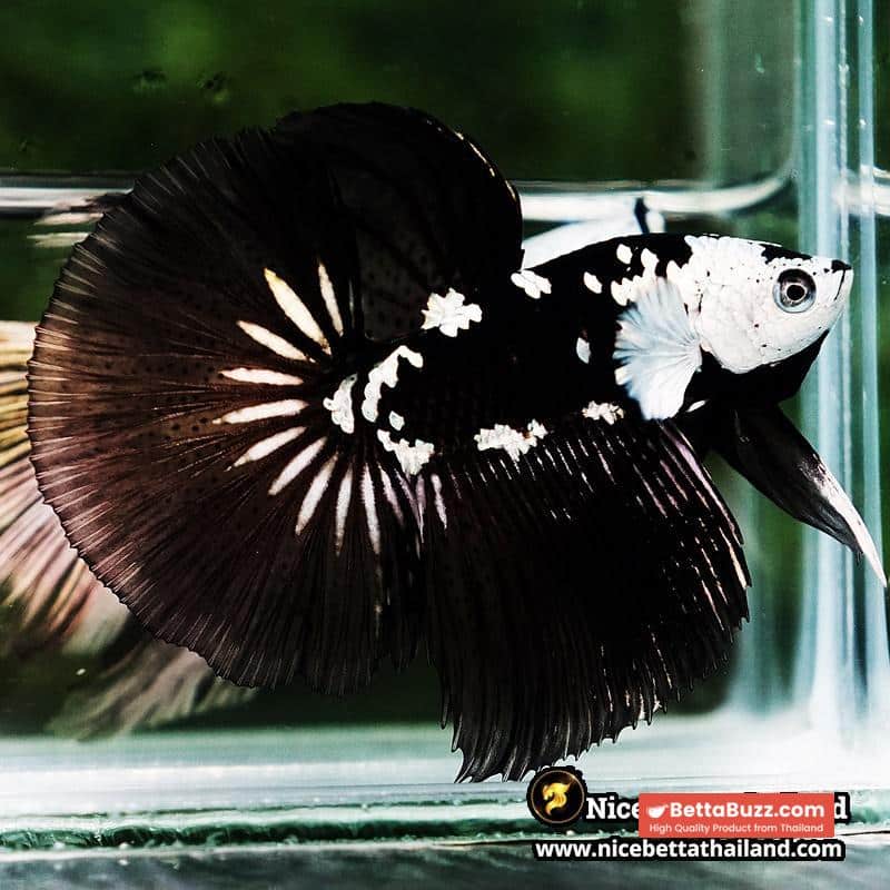 Betta fish Killer Shadow Black Star Samurai (Ultra Rare) HM - Image 2