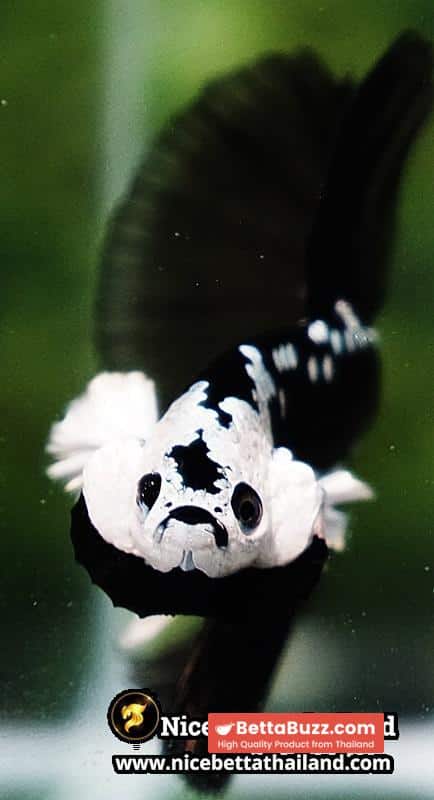 Betta fish Killer Shadow Black Star Samurai (Ultra Rare) HM - Image 7