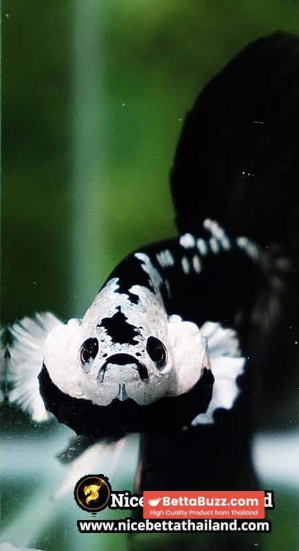 Betta fish Killer Shadow Black Star Samurai (Ultra Rare) HM - Image 8