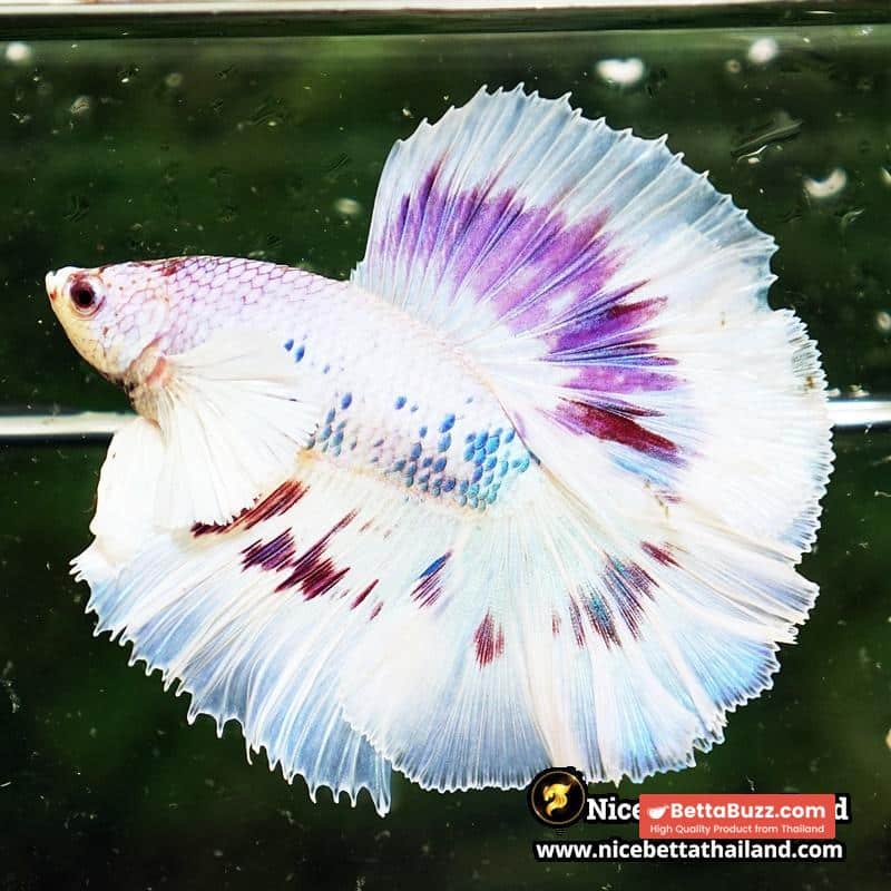 Betta Fish Full Moon Magical Fancy Purple Marble Dumbo DTHM - Image 4