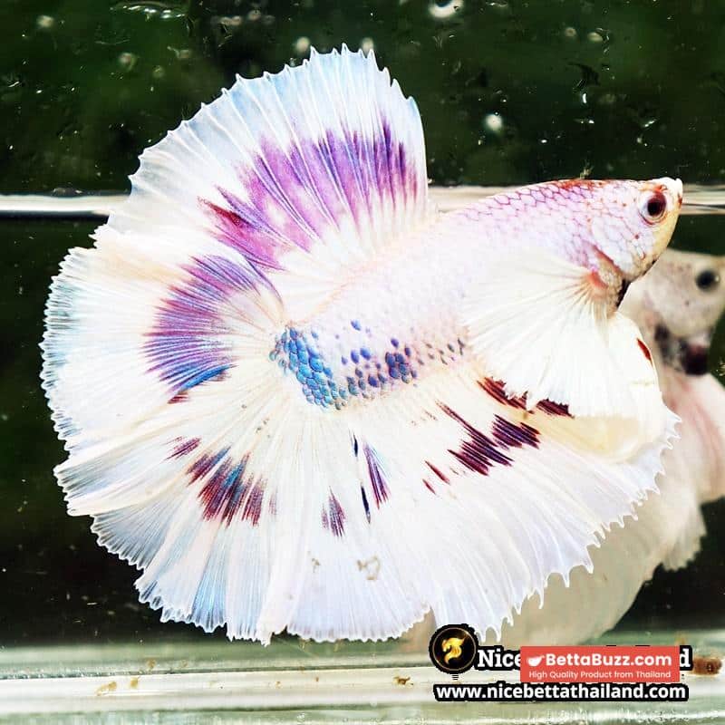 Betta Fish Full Moon Magical Fancy Purple Marble Dumbo DTHM - Image 3
