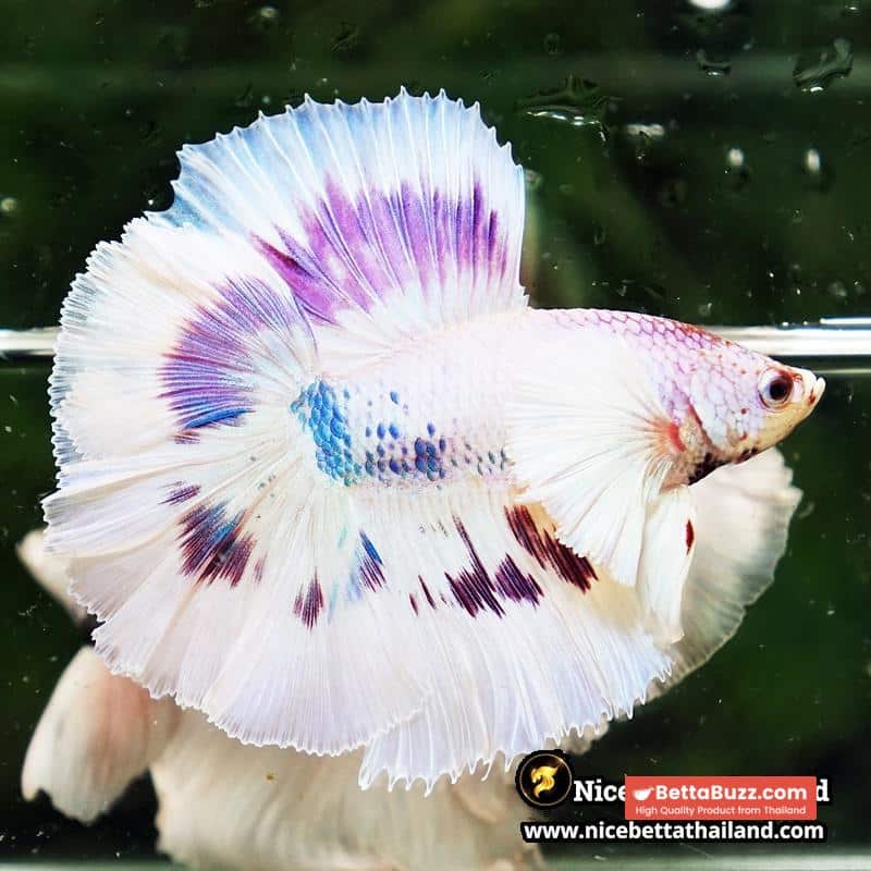 Betta Fish Full Moon Magical Fancy Purple Marble Dumbo DTHM - Image 5