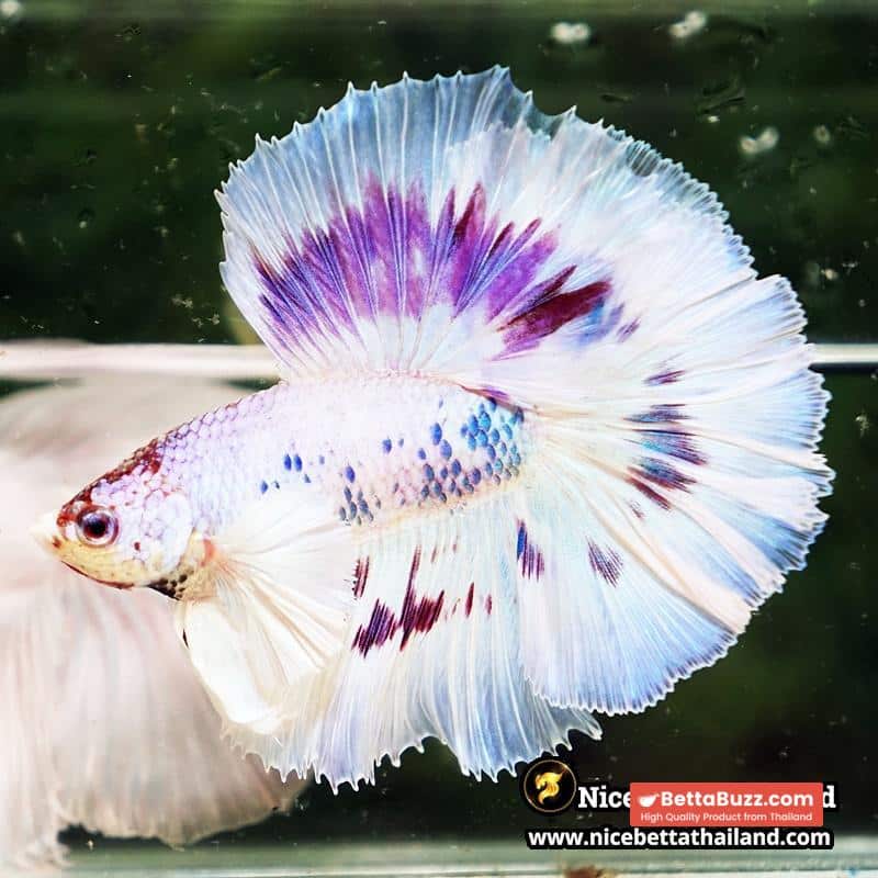 Betta Fish Full Moon Magical Fancy Purple Marble Dumbo DTHM - Image 2