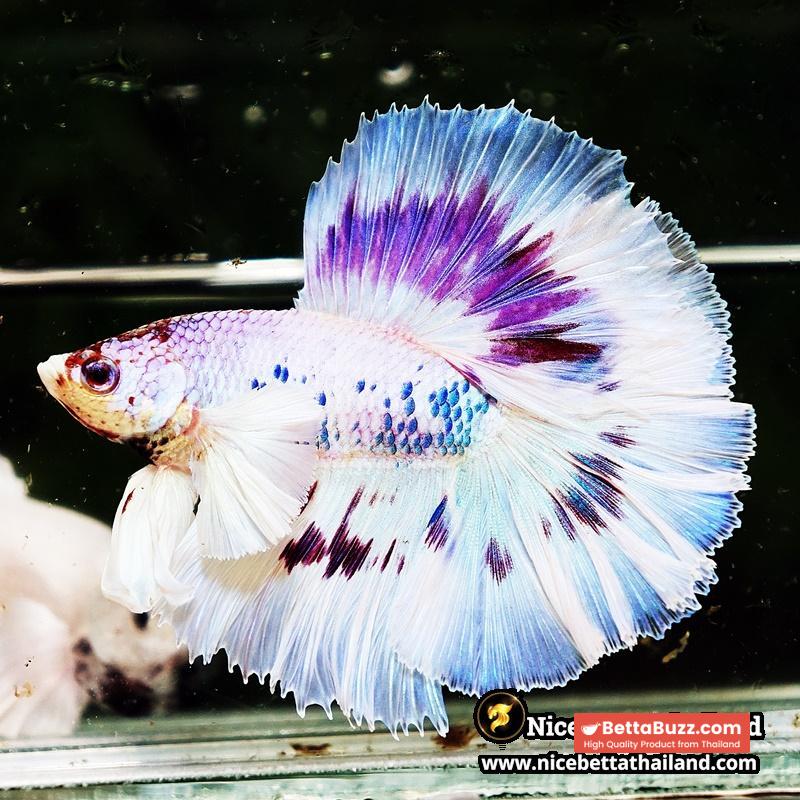 Betta Fish Full Moon Magical Fancy Purple Marble Dumbo DTHM - Image 6