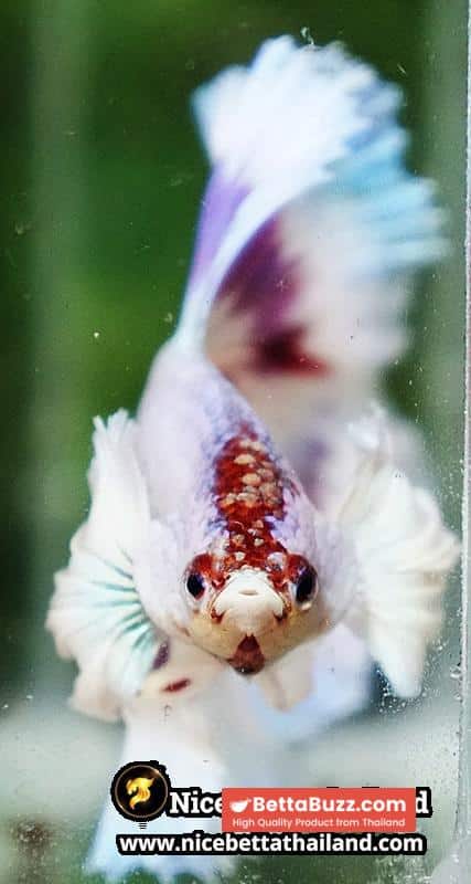 Betta Fish Full Moon Magical Fancy Purple Marble Dumbo DTHM - Image 8