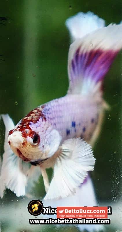 Betta Fish Full Moon Magical Fancy Purple Marble Dumbo DTHM - Image 9