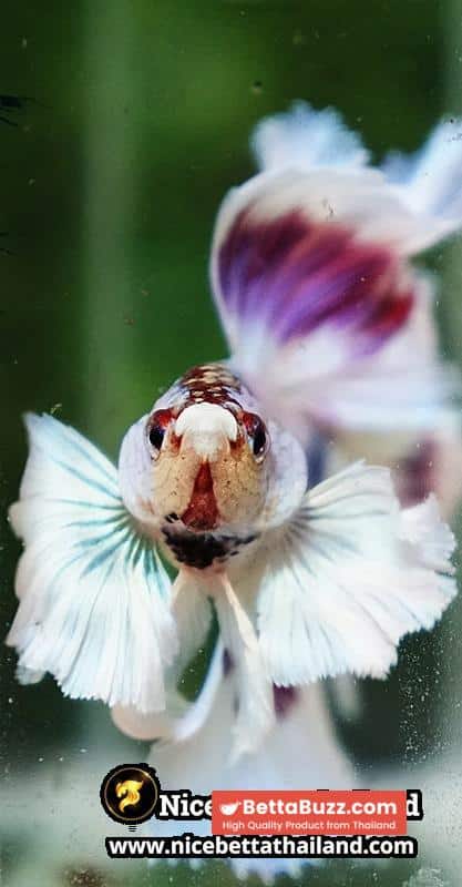 Betta Fish Full Moon Magical Fancy Purple Marble Dumbo DTHM - Image 10