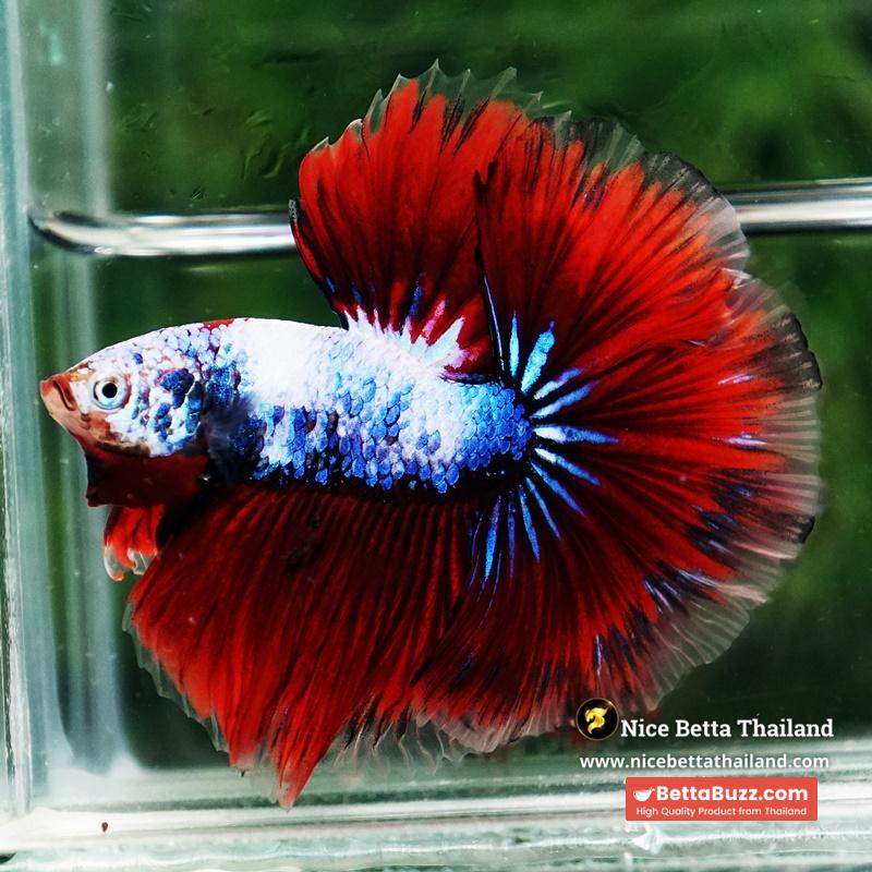 Betta Fish Fancy Captian America Sky Hawk OHM - Image 4