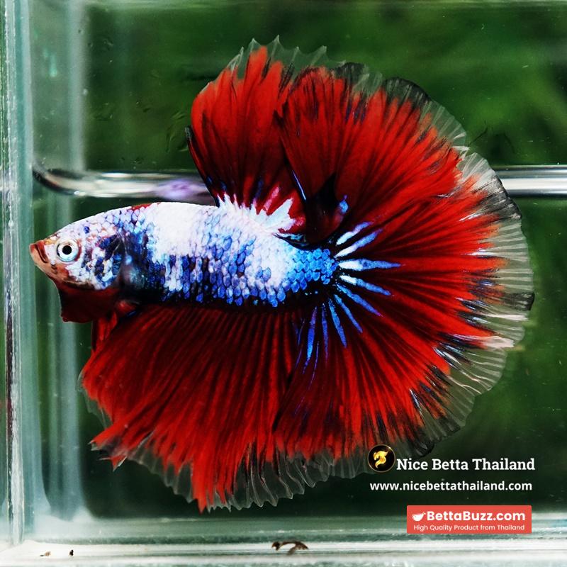 Betta Fish Fancy Captian America Sky Hawk OHM