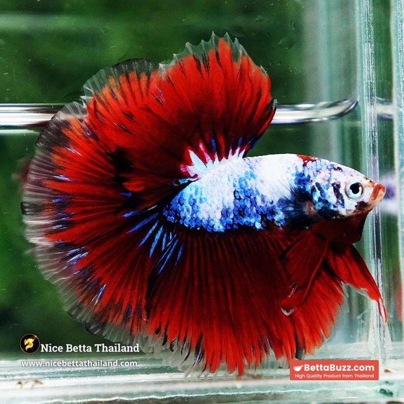 Betta Fish Fancy Captian America Sky Hawk OHM - Image 3