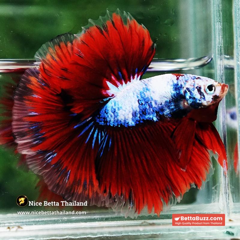 Betta Fish Fancy Captian America Sky Hawk OHM - Image 5