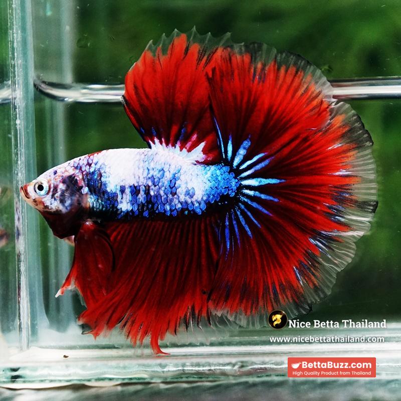 Betta Fish Fancy Captian America Sky Hawk OHM - Image 6