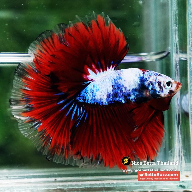 Betta Fish Fancy Captian America Sky Hawk OHM - Image 7
