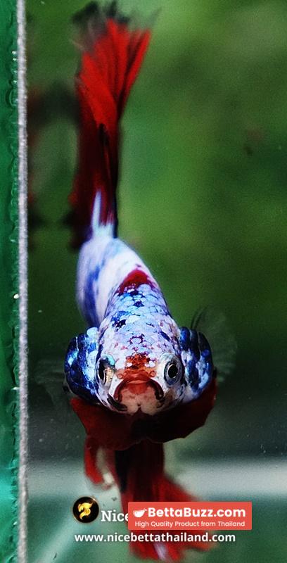 Betta Fish Fancy Captian America Sky Hawk OHM - Image 8