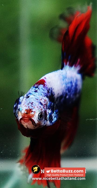 Betta Fish Fancy Captian America Sky Hawk OHM - Image 9